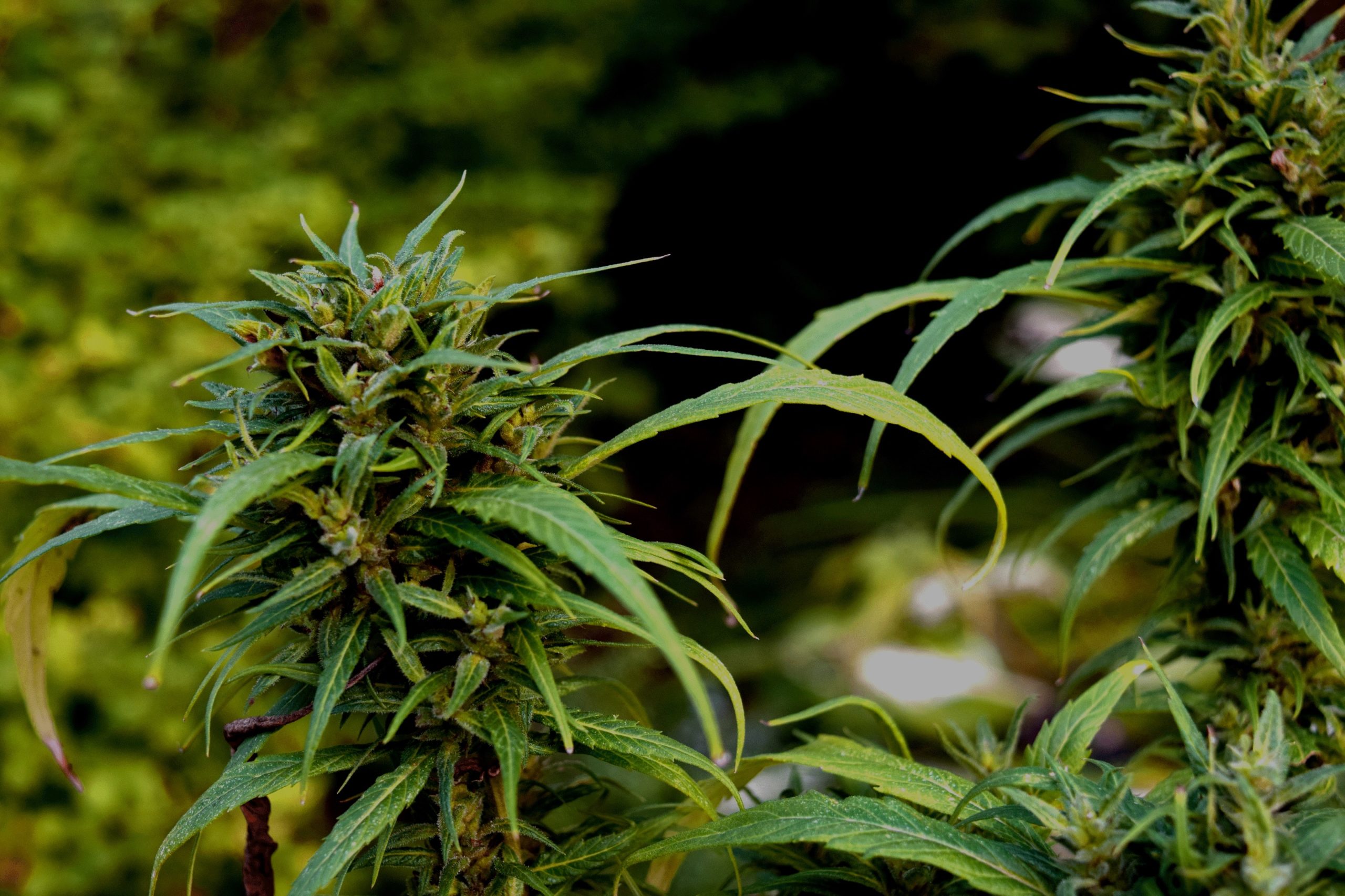 El cultivo de marihuana