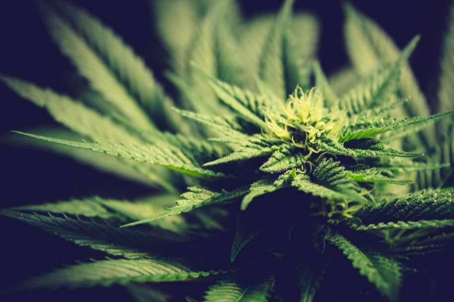 Anbau von Marihuana