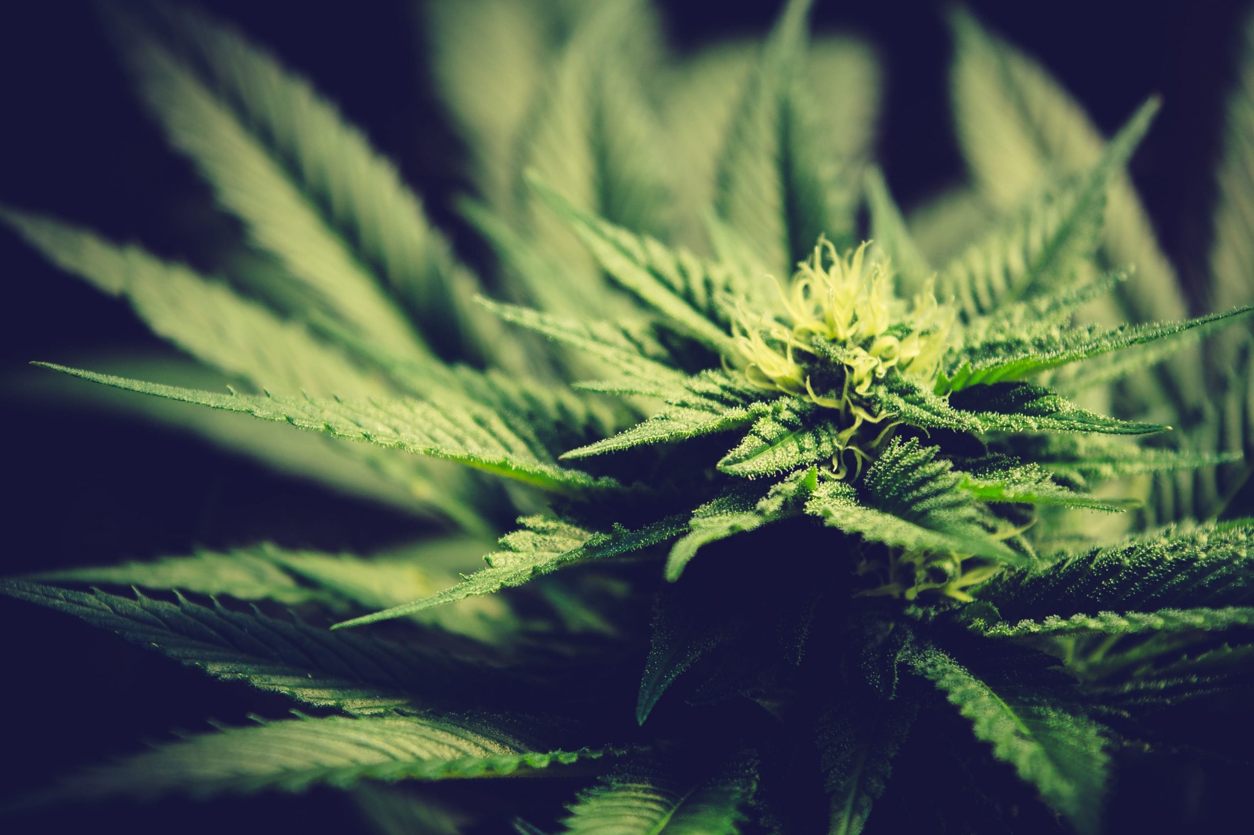 Anbau von Marihuana